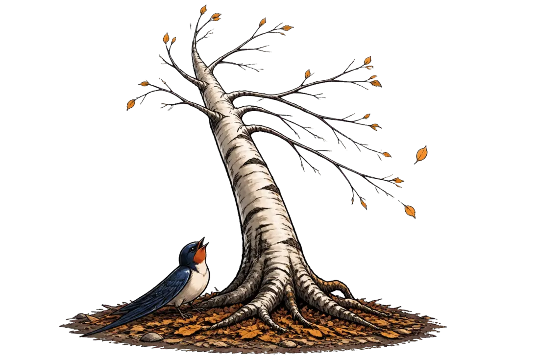 L'hirondelle et les arbres, conte à raconter aux enfants : au pied d'un grand bouleau au tronc blanc strié de noir qui n'a plus que quelques feuilles jaunes, la petite hirondelle blessée lève le bec vers les branches et supplie, l'aile droite traînant sur les feuilles mortes