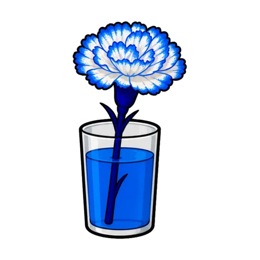 Expérience de la fleur qui se colore : un œillet aux pétales teintés de bleu dans un verre d'eau colorée